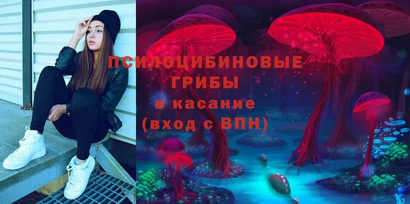 магазин продажи   Бабушкин  Псилоцибиновые грибы Psilocybe 